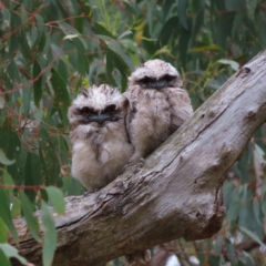 Podargus strigoides (Tawny Frogmouth) at Block 402 - 5 Jan 2023 by MatthewFrawley