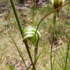Diplodium decurvum (Summer greenhood) at Gibraltar Pines - 5 Jan 2023 by Venture