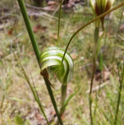 Diplodium decurvum (Summer greenhood) at Paddys River, ACT - 5 Jan 2023 by Venture