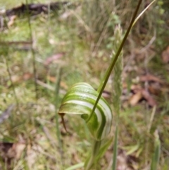 Diplodium decurvum at Paddys River, ACT - suppressed