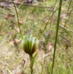 Diplodium decurvum at Paddys River, ACT - suppressed