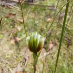 Diplodium decurvum at Paddys River, ACT - suppressed