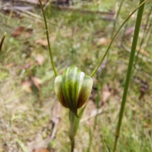 Diplodium decurvum at Paddys River, ACT - suppressed