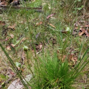 Diplodium decurvum at Paddys River, ACT - suppressed