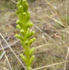 Microtis sp. (Onion Orchid) at Gibraltar Pines - 5 Jan 2023 by Venture