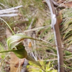 Diplodium aestivum (Long-tongued Summer Greenhood) at Paddys River, ACT - 5 Jan 2023 by Venture