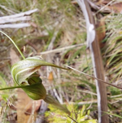 Diplodium aestivum (Long-tongued Summer Greenhood) at Gibraltar Pines - 5 Jan 2023 by Venture