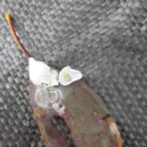 Lasiopsylla rotundipennis at Watson, ACT - 5 Jan 2023