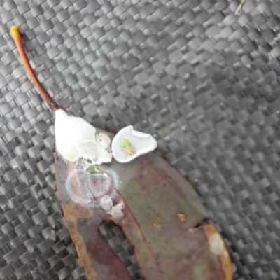 Lasiopsylla rotundipennis (Yellowbox lerp) at Watson, ACT - 5 Jan 2023 by abread111