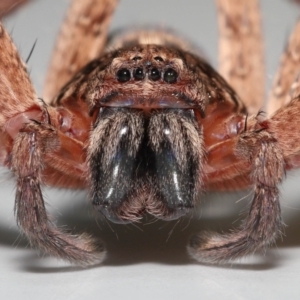 Heteropoda jugulans at Wellington Point, QLD - 2 Jan 2023