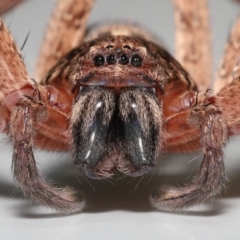 Unidentified Huntsman spider (Sparassidae) (TBC) at Wellington Point, QLD - 2 Jan 2023 by TimL