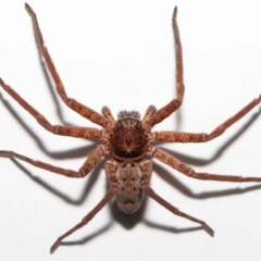 Heteropoda jugulans at Wellington Point, QLD - 2 Jan 2023