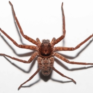 Heteropoda jugulans at Wellington Point, QLD - 2 Jan 2023