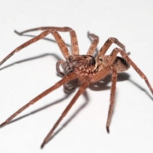 Heteropoda jugulans at Wellington Point, QLD - 2 Jan 2023