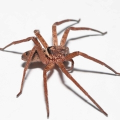 Heteropoda jugulans at Wellington Point, QLD - 2 Jan 2023