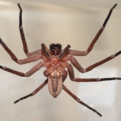 Heteropoda jugulans at Wellington Point, QLD - 2 Jan 2023