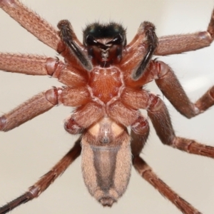 Heteropoda jugulans at Wellington Point, QLD - 2 Jan 2023