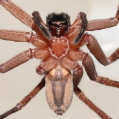 Unidentified Huntsman spider (Sparassidae) (TBC) at suppressed - 2 Jan 2023 by TimL