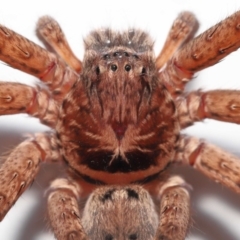 Heteropoda jugulans at Wellington Point, QLD - 2 Jan 2023