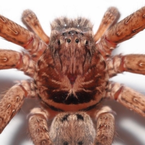 Heteropoda jugulans at Wellington Point, QLD - 2 Jan 2023