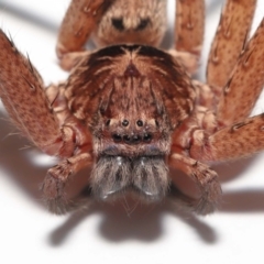 Heteropoda jugulans at Wellington Point, QLD - 2 Jan 2023