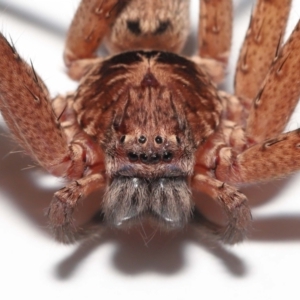 Heteropoda jugulans at Wellington Point, QLD - 2 Jan 2023