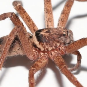 Heteropoda jugulans at Wellington Point, QLD - 2 Jan 2023