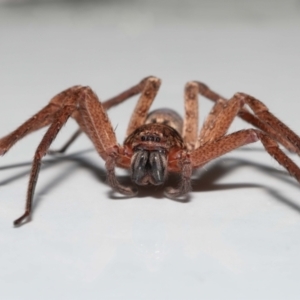 Heteropoda jugulans at Wellington Point, QLD - 2 Jan 2023