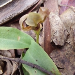 Chiloglottis valida (Large Bird Orchid) at Paddys River, ACT - 5 Jan 2023 by Venture
