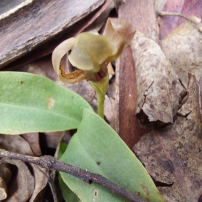 Chiloglottis valida (Large Bird Orchid) at Paddys River, ACT - 5 Jan 2023 by Venture