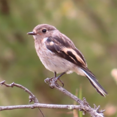 Petroica boodang (Scarlet Robin) at Block 402 - 5 Jan 2023 by MatthewFrawley