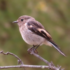 Petroica boodang at Denman Prospect, ACT - 5 Jan 2023