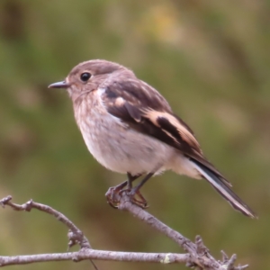 Petroica boodang at Denman Prospect, ACT - 5 Jan 2023