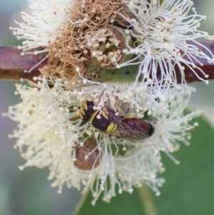 Hylaeus (Euprosopis) elegans at Murrumbateman, NSW - 3 Jan 2023