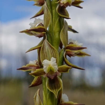 Prasophyllum australe (Austral Leek Orchid) at Morton National Park - 14 Dec 2022 by RobG1