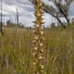 Prasophyllum australe at Boolijah, NSW - suppressed