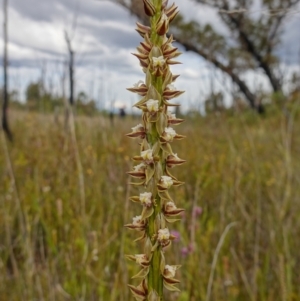 Prasophyllum australe at Boolijah, NSW - 14 Dec 2022