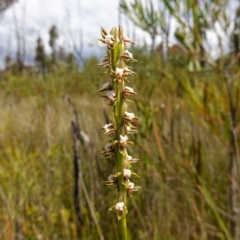 Prasophyllum australe at Boolijah, NSW - 14 Dec 2022