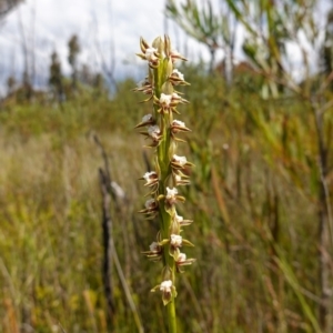 Prasophyllum australe at Boolijah, NSW - 14 Dec 2022