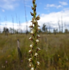 Prasophyllum australe at Boolijah, NSW - 14 Dec 2022