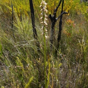 Prasophyllum australe at Boolijah, NSW - 14 Dec 2022