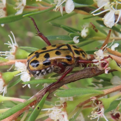 Neorrhina punctata (Spotted flower chafer) at Piney Ridge - 5 Jan 2023 by MatthewFrawley