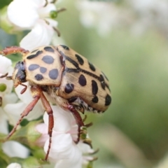 Neorrhina punctatum (Spotted flower chafer) at Murrumbateman, NSW - 5 Jan 2023 by SimoneC