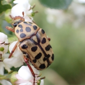 Neorrhina punctata at Murrumbateman, NSW - 5 Jan 2023