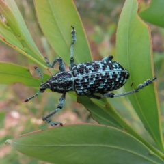 Chrysolopus spectabilis (Botany Bay Weevil) at Block 402 - 5 Jan 2023 by MatthewFrawley