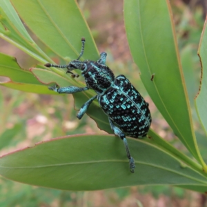 Chrysolopus spectabilis at Molonglo Valley, ACT - 5 Jan 2023