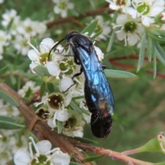 Austroscolia soror (Blue Flower Wasp) at Block 402 - 5 Jan 2023 by MatthewFrawley