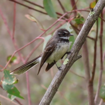 Rhipidura albiscapa (Grey Fantail) at Molonglo Valley, ACT - 5 Jan 2023 by MatthewFrawley