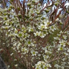 Leptospermum polygalifolium (Tantoon) at Boolijah, NSW - 14 Dec 2022 by RobG1