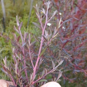 Leptospermum polygalifolium at Boolijah, NSW - suppressed